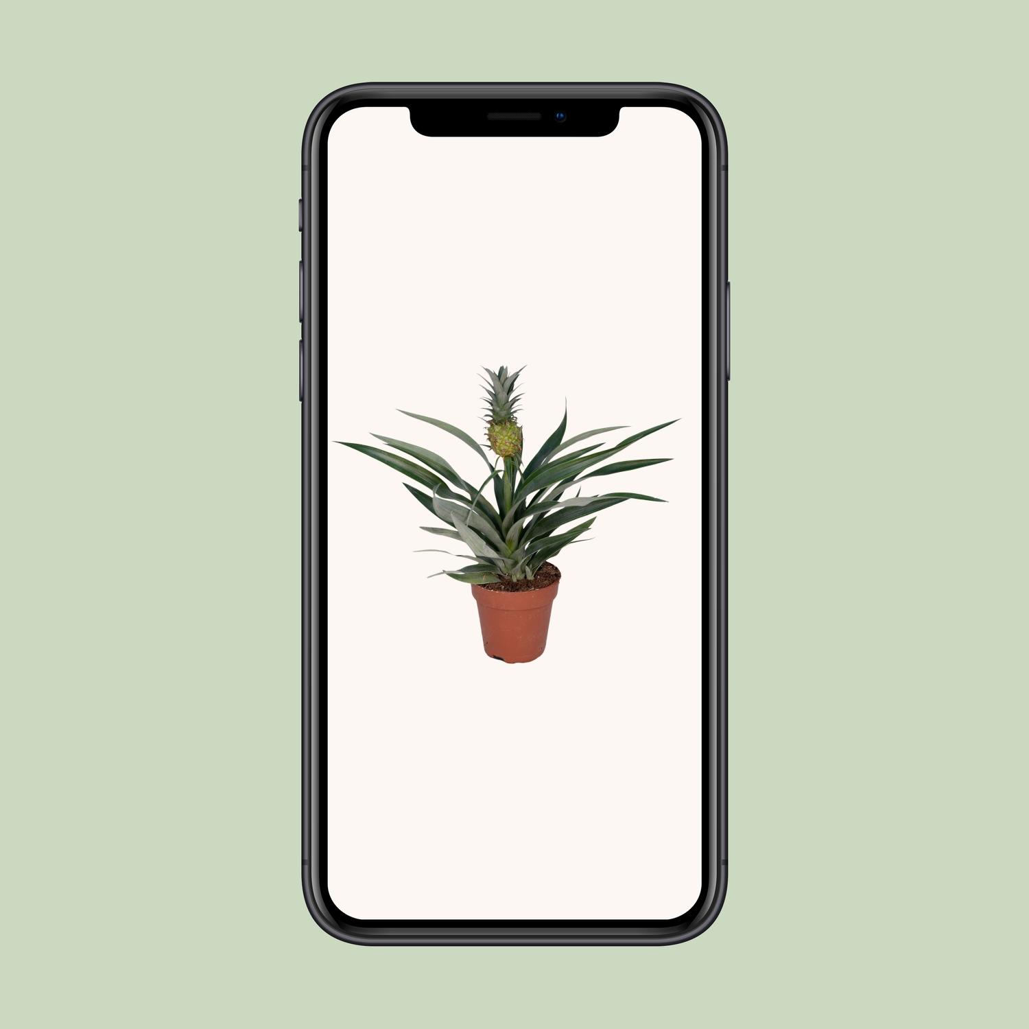 Bromelia Ananas - exotische Zimmerpflanze für tropisches Ambiente