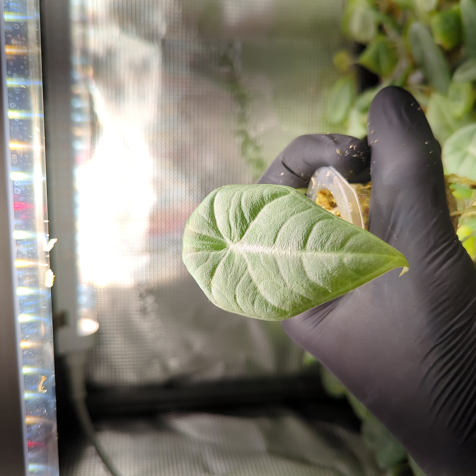 Baby Alocasia maharani + selbstbewässernder Übertopf