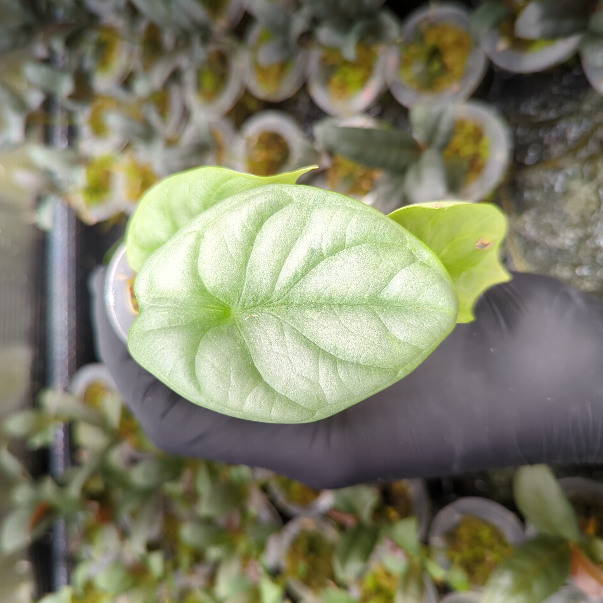 Baby Alocasia baginda Silver Dragon + selbstbewässernder Übertopf