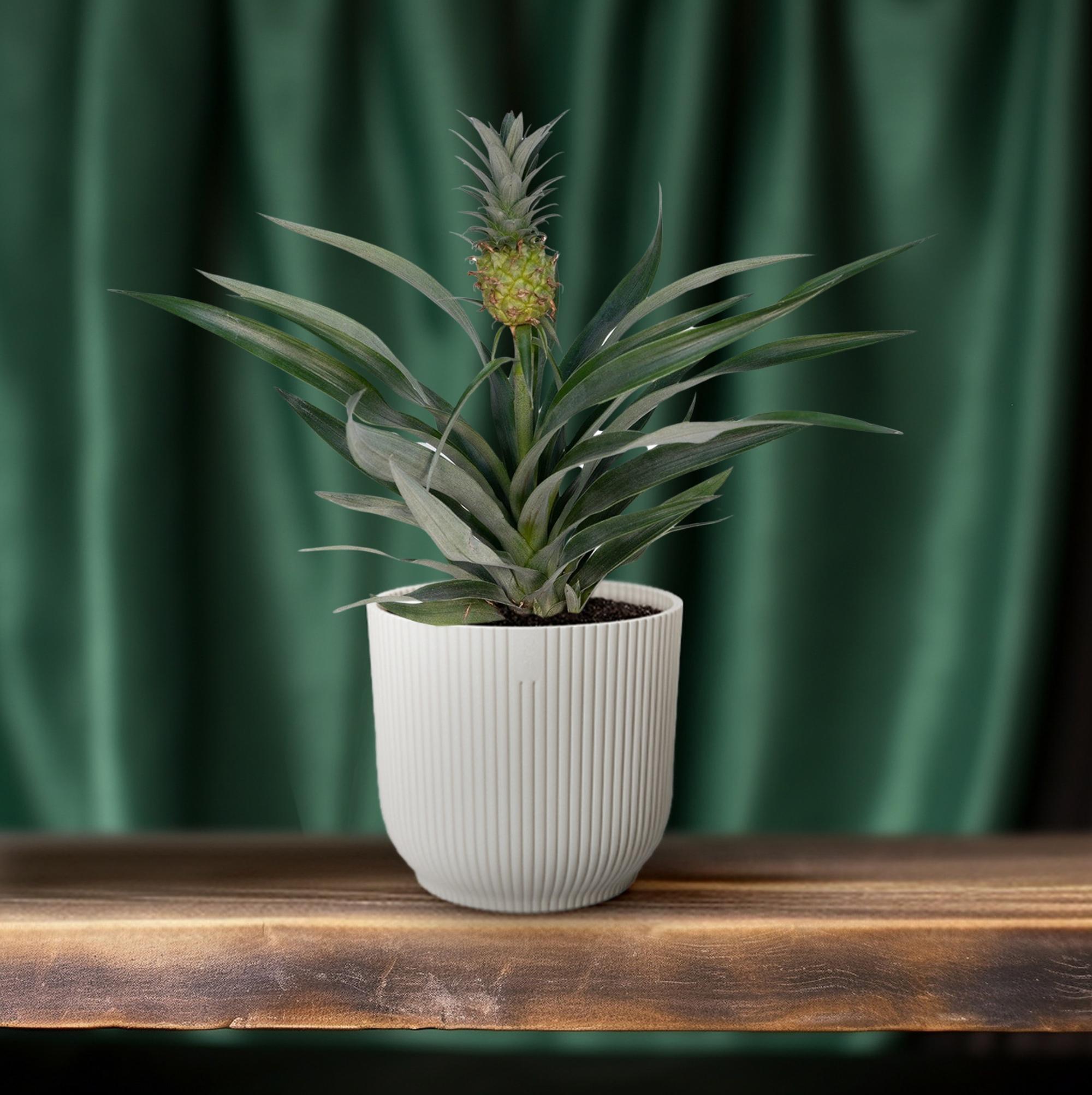 Bromelia Ananas - exotische Zimmerpflanze für tropisches Ambiente