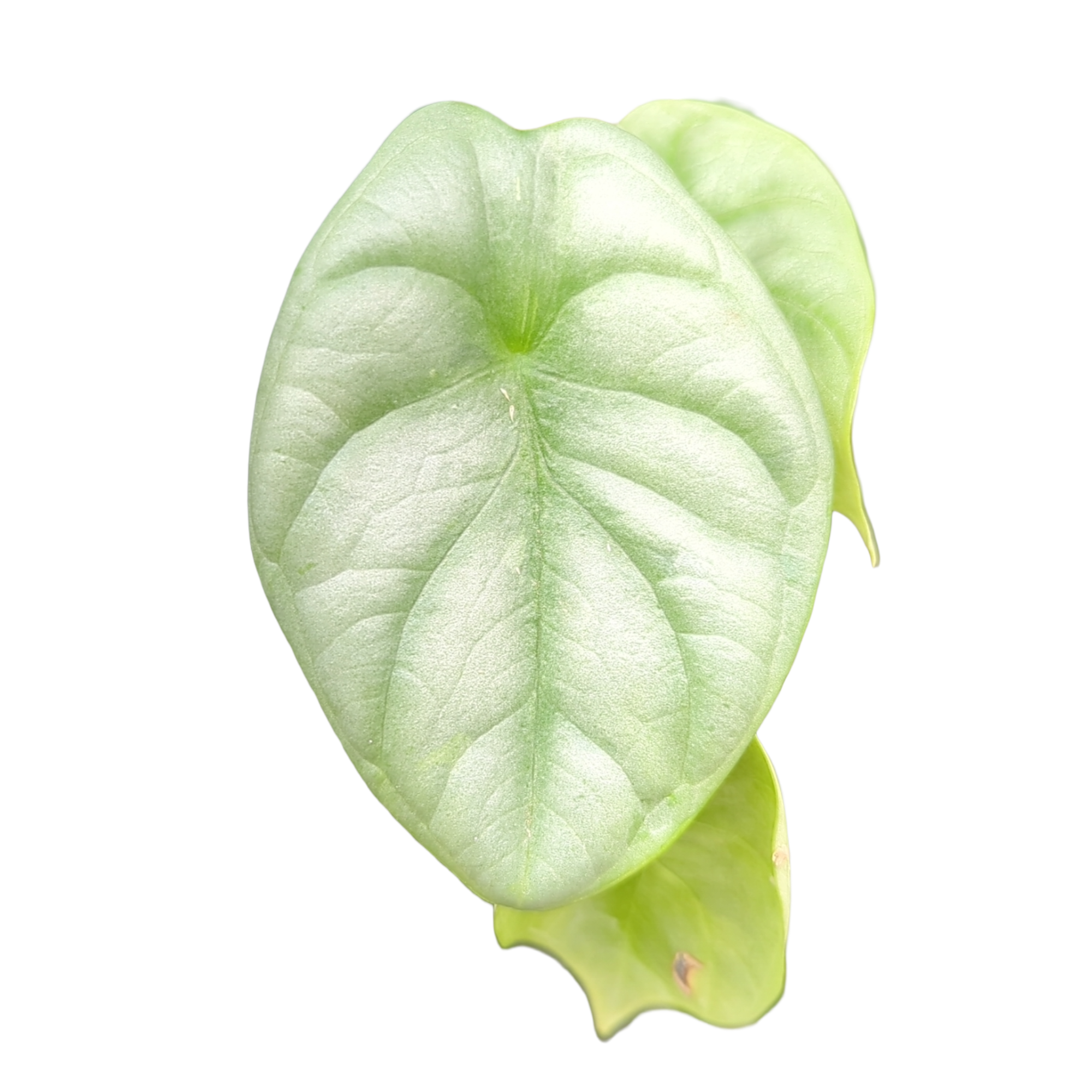 Baby Alocasia baginda Silver Dragon + selbstbewässernder Übertopf