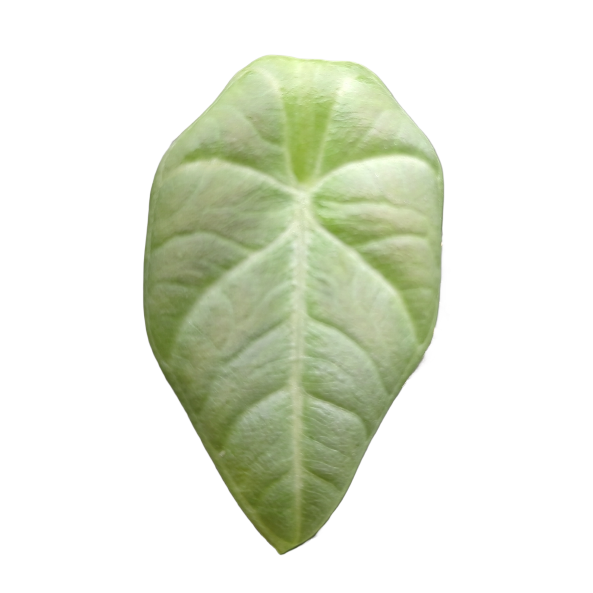 Baby Alocasia maharani + selbstbewässernder Übertopf