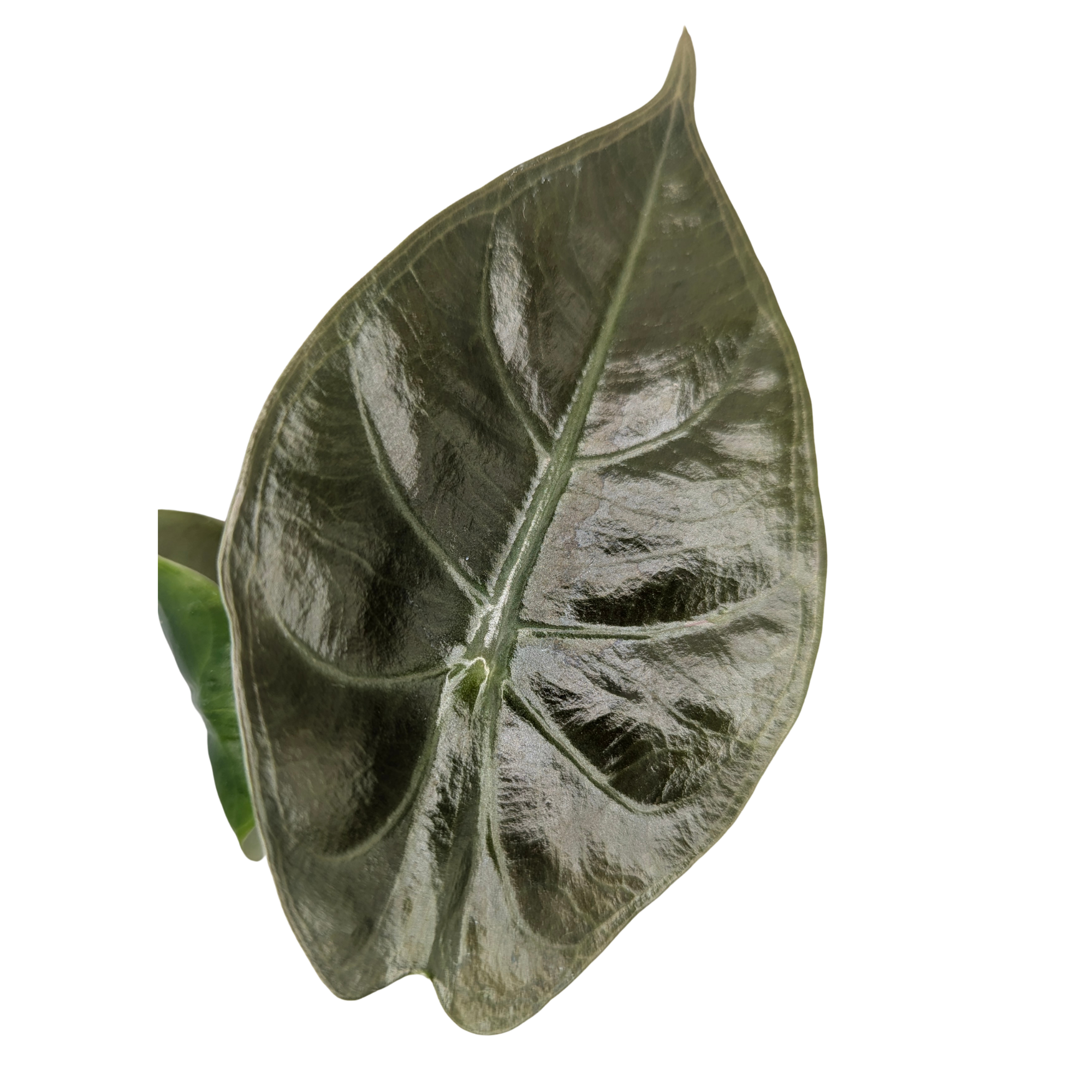 Baby Alocasia longiloba suhirmaniana + selbstbewässernder Übertopf