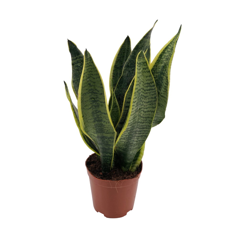 Sansevieria Superba - Pflegeleichte Zimmerpflanze für Halbschatten