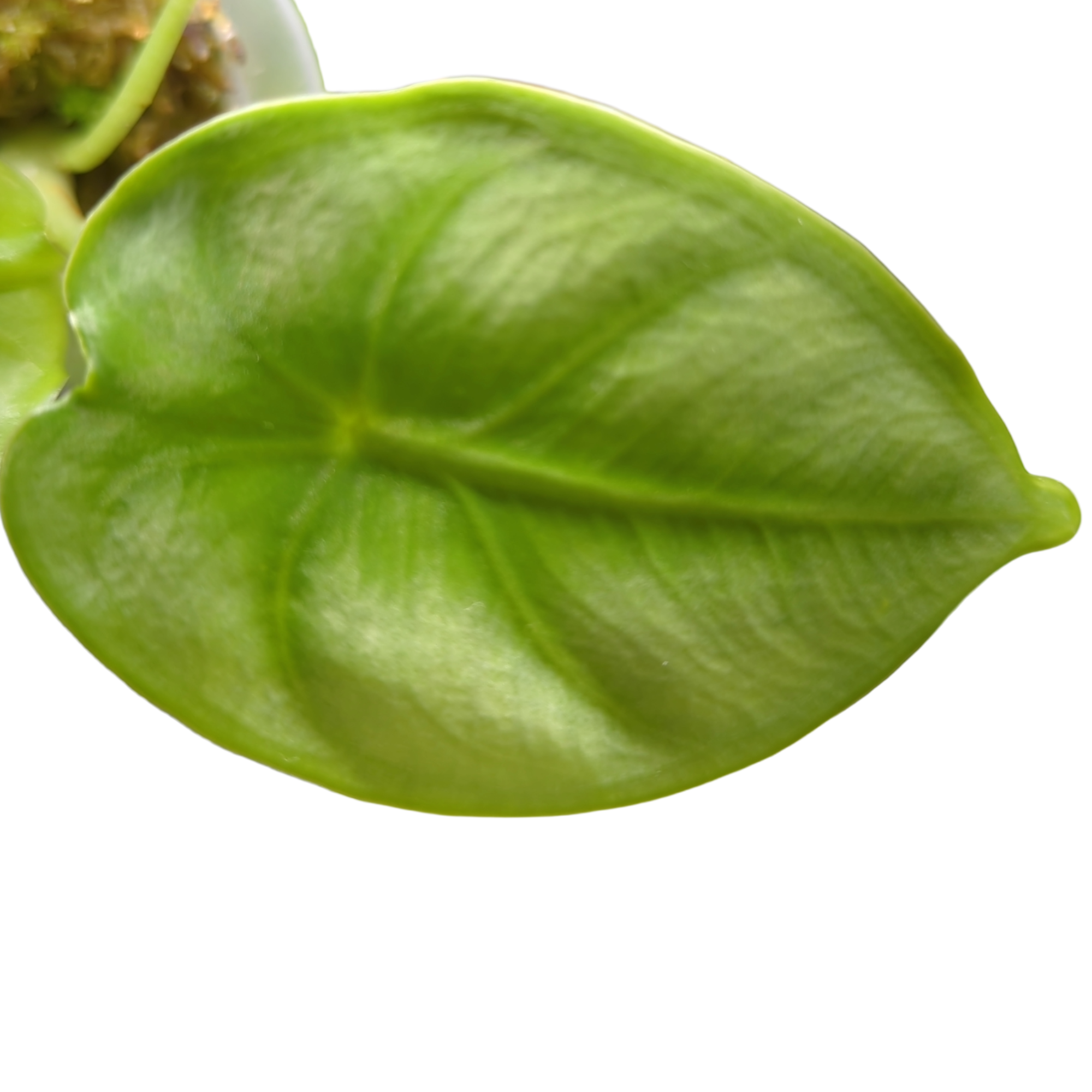 Baby Alocasia Reversa + selbstbewässernder Übertopf