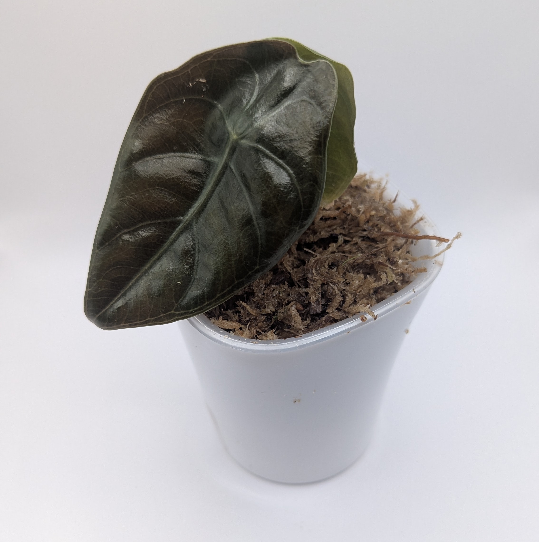 Baby Alocasia longiloba suhirmaniana + selbstbewässernder Übertopf