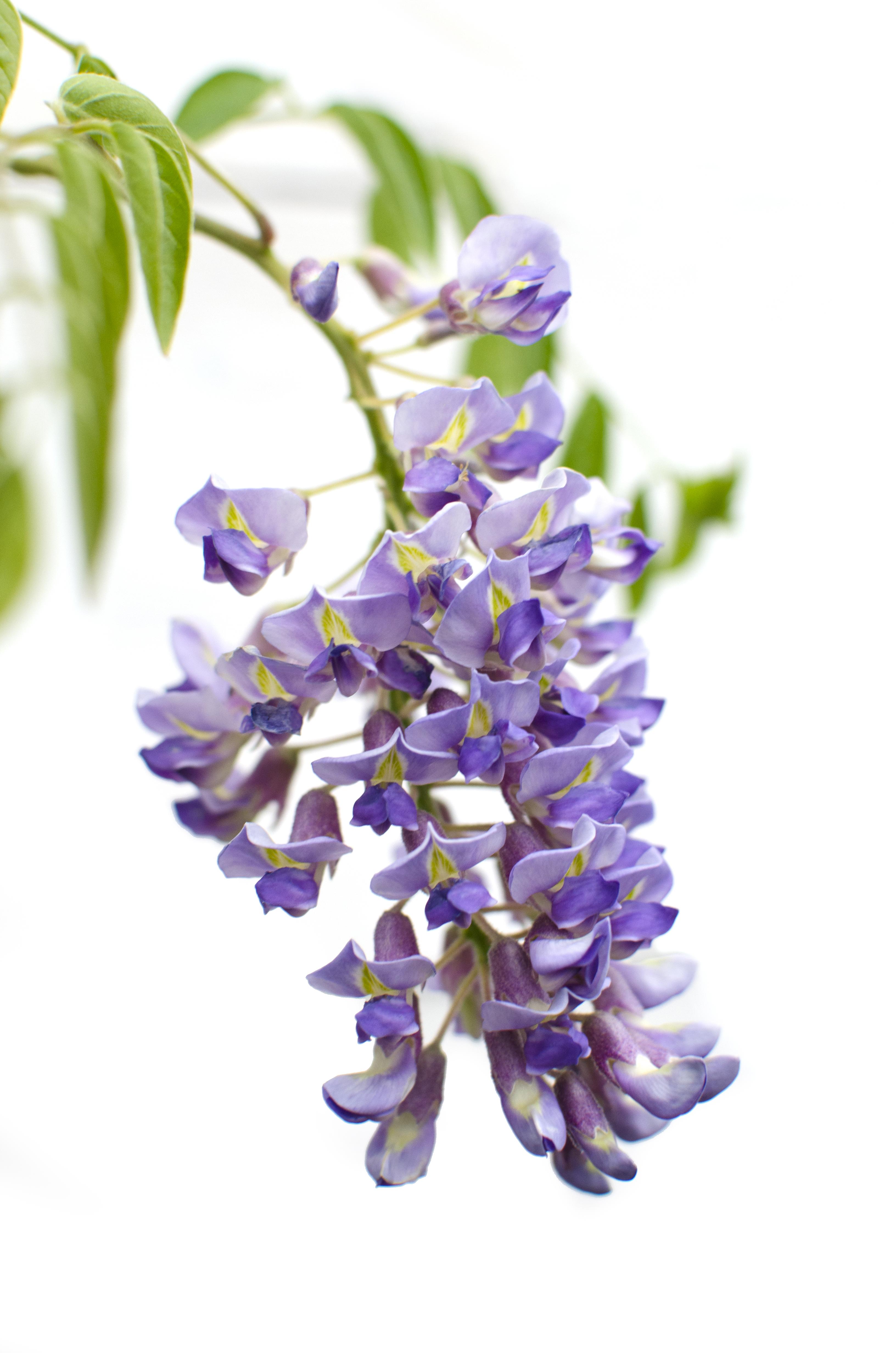 Wisteria sinensis 'Prolific' - Glyzinie mit blauen Blüten Wisteria sinensis 'Prolific' - Glyzinie mit blauen Blüten