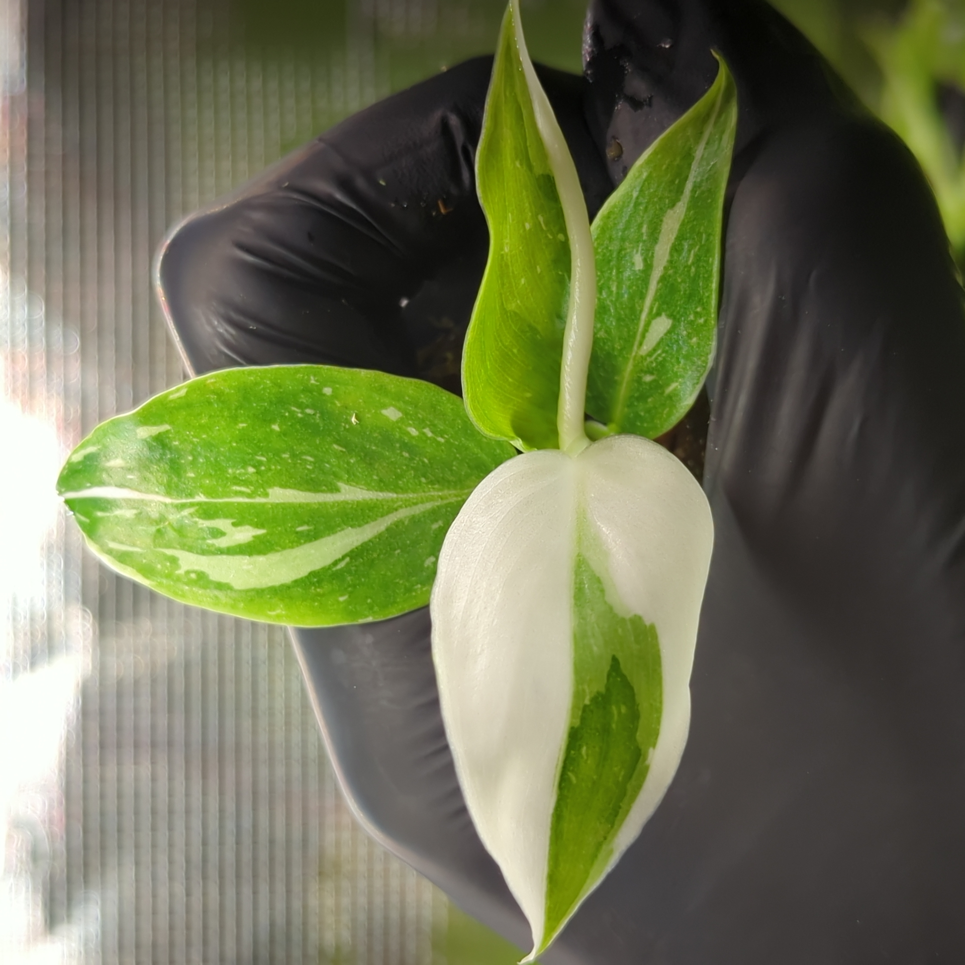 Baby Philodendron erubescens White Princess + selbstbewässernder Übertopf