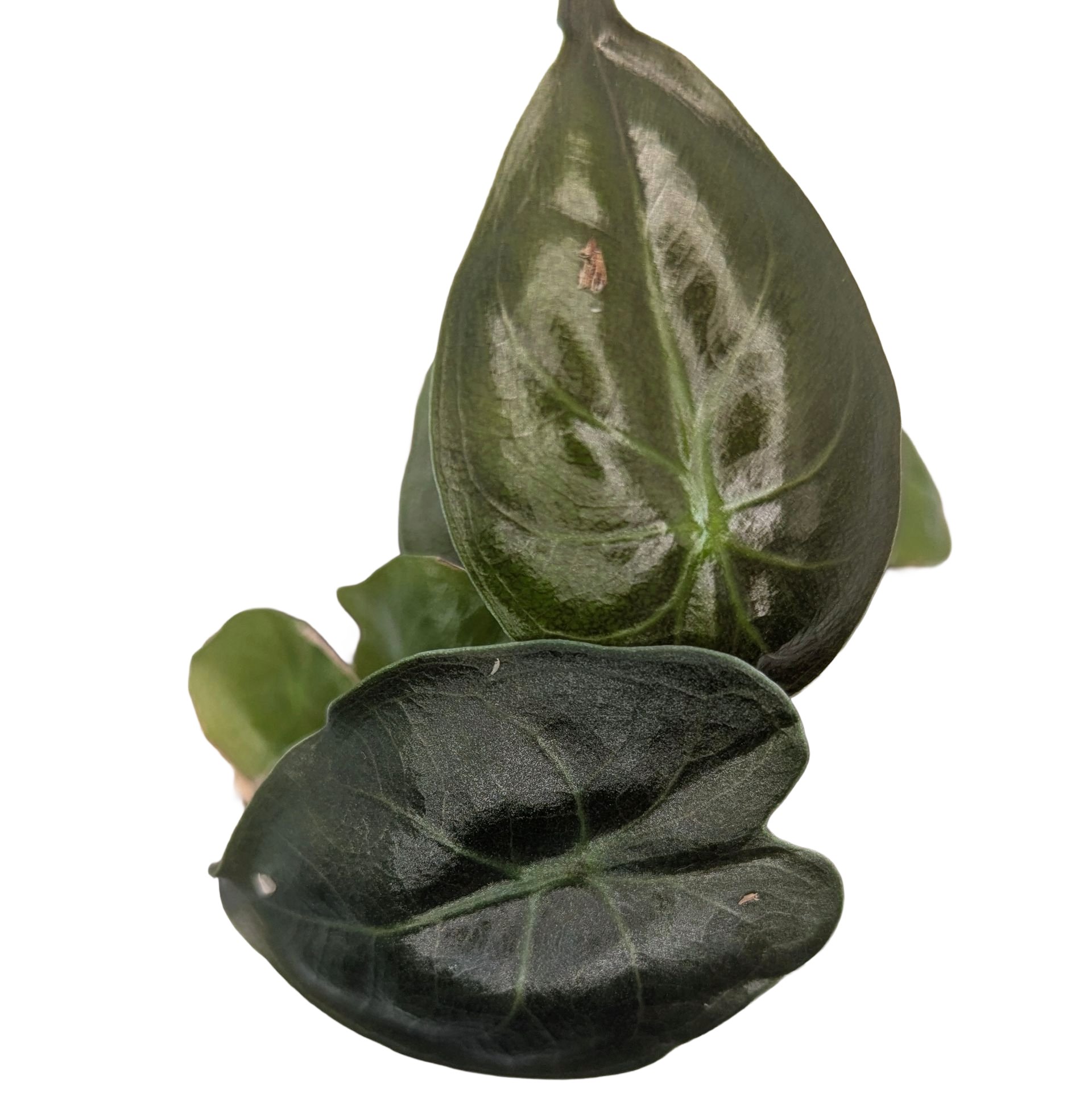 Baby Alocasia wentii + selbstbewässernder Übertopf