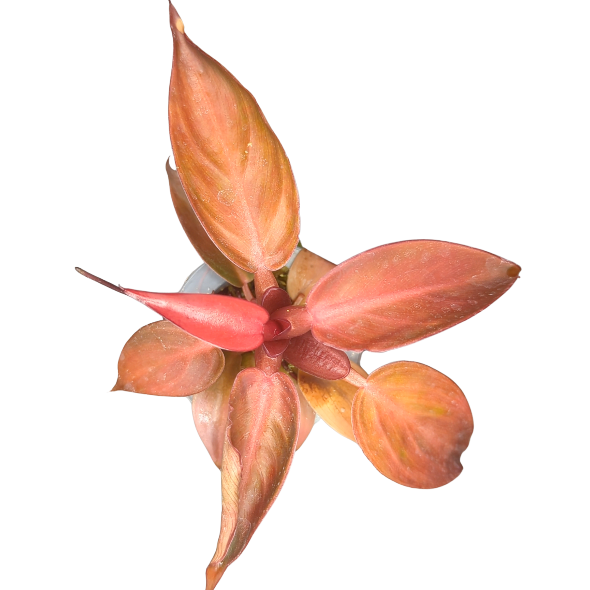 Baby Philodendron erubescens Sun Red + selbstbewässernder Übertopf