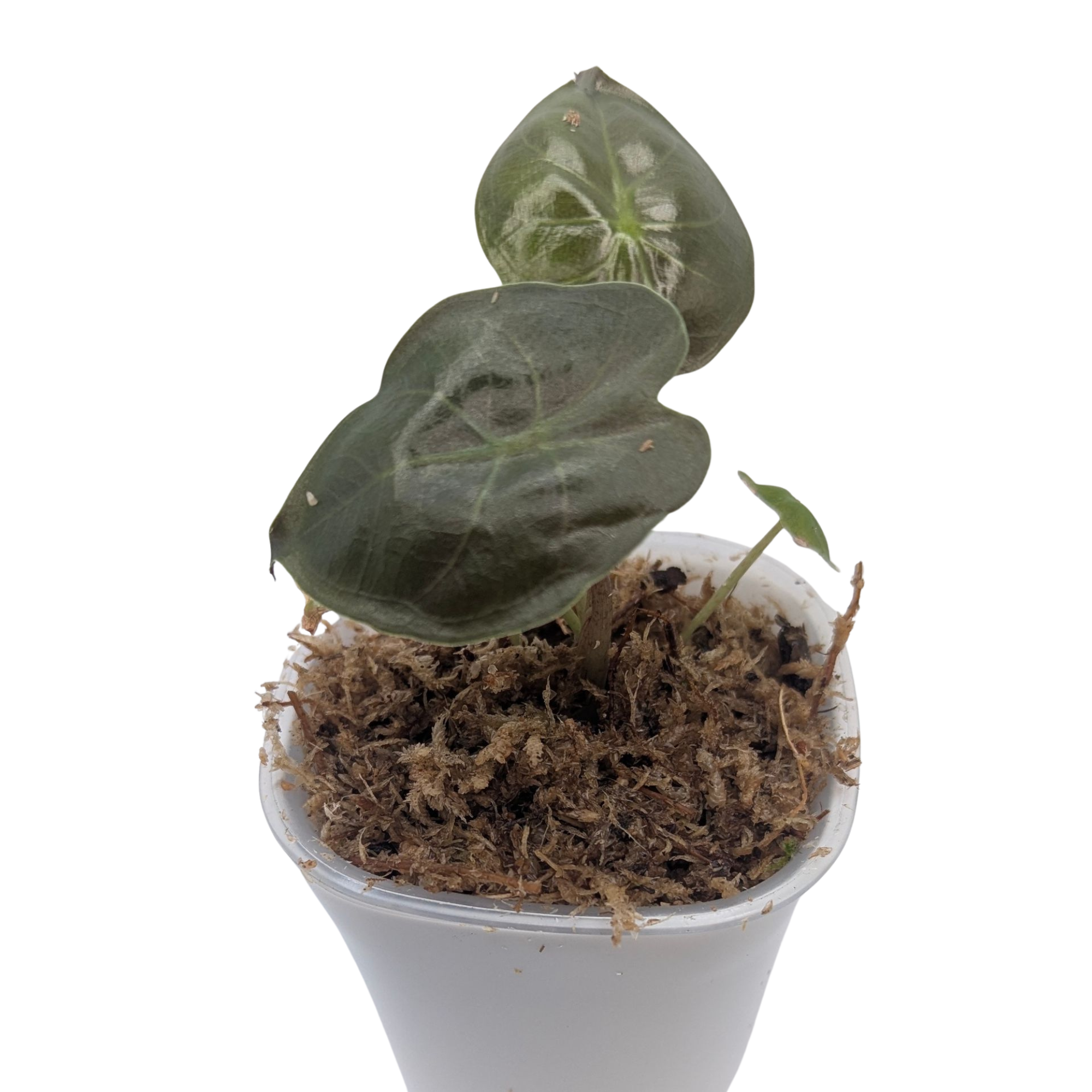 Baby Alocasia wentii + selbstbewässernder Übertopf