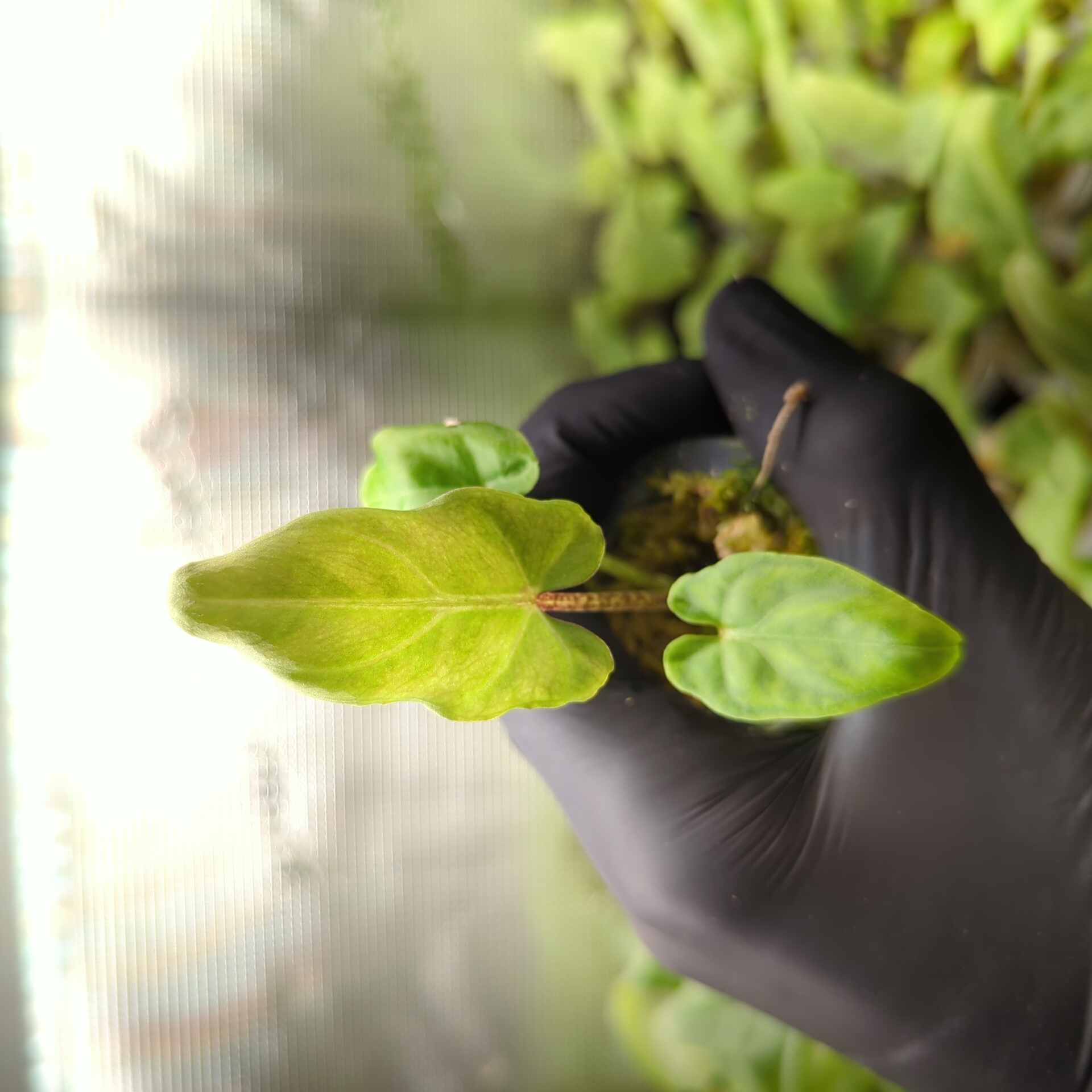 Baby Alocasia lauterbachiana + selbstbewässernder Übertopf