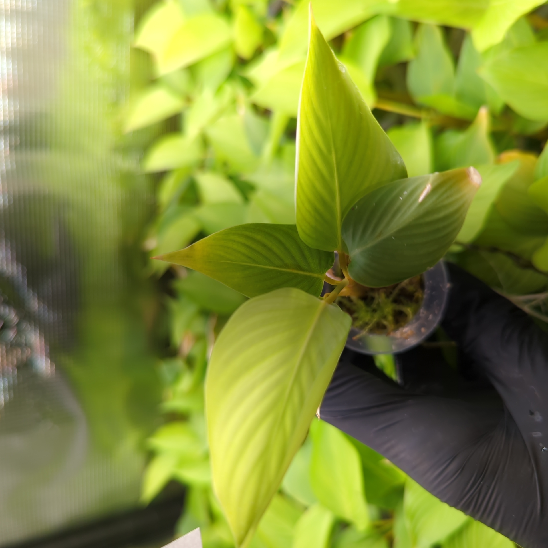 Baby Calathea lutea + selbstbewässernder Übertopf