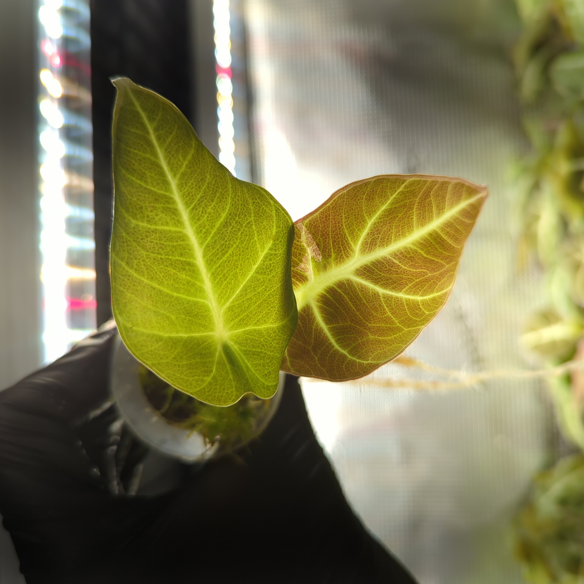 Baby Alocasia reginula Black Velvet + selbstbewässernder Übertopf