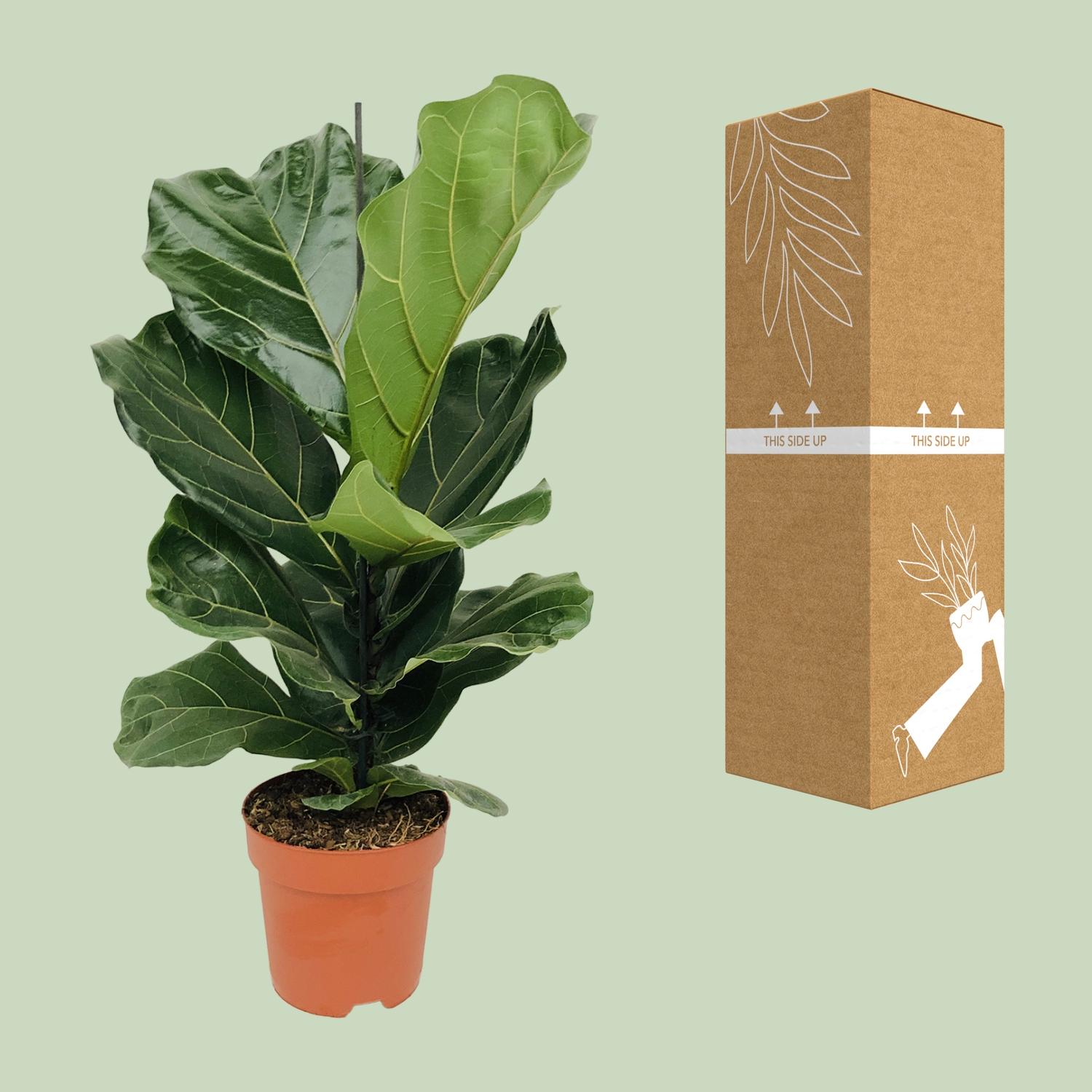 Ficus Lyrata - Geigenfeige