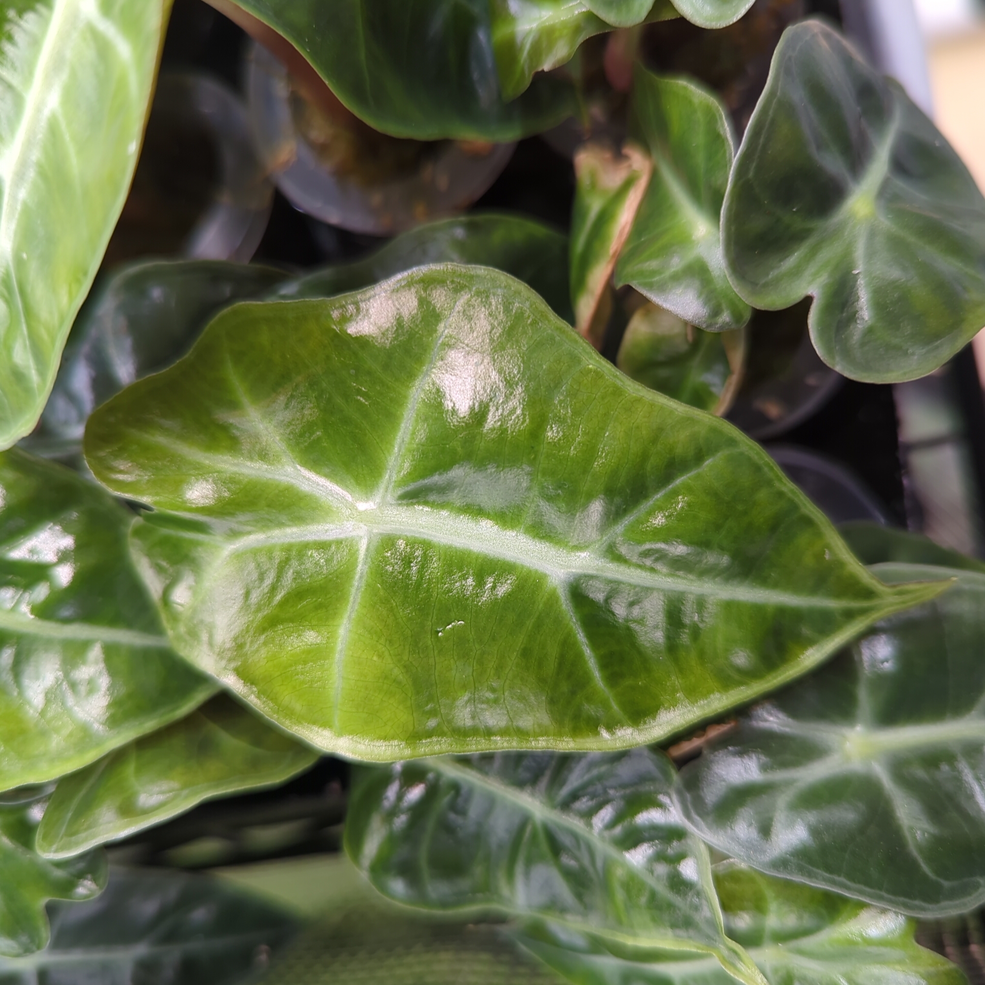 Baby Alocasia sanderiana Dwarf Amazonica + selbstbewässernder Übertopf