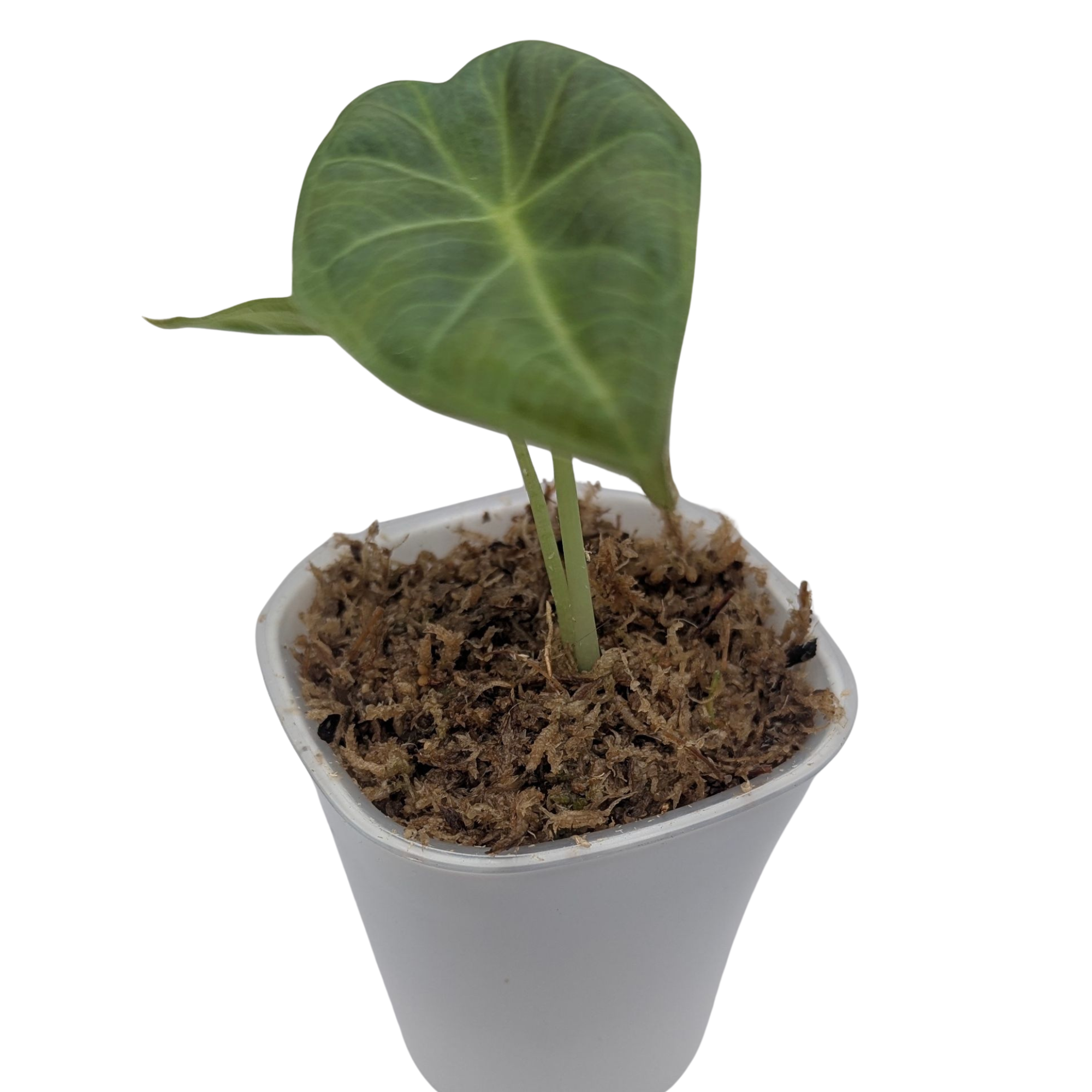 Baby Alocasia Odora Regal Shields + selbstbewässernder Übertopf