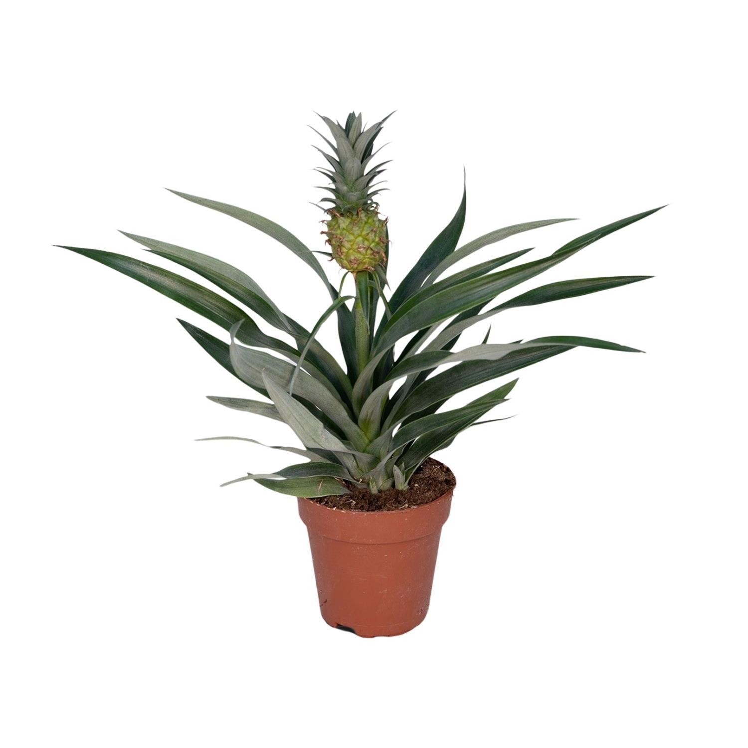 Bromelia Ananas - exotische Zimmerpflanze für tropisches Ambiente