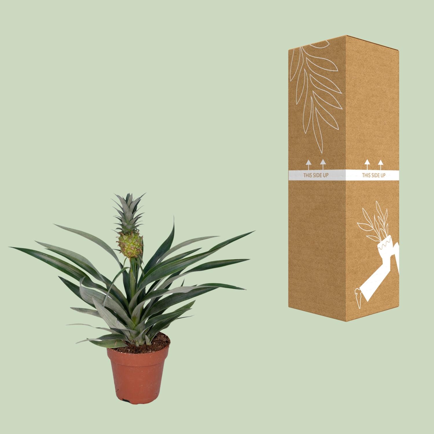 Bromelia Ananas - exotische Zimmerpflanze für tropisches Ambiente