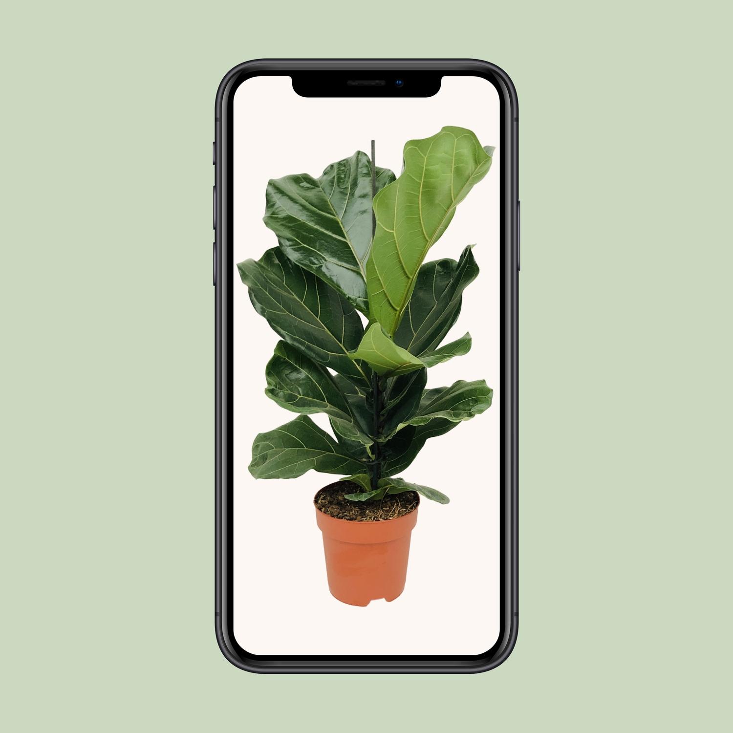 Ficus Lyrata - Geigenfeige