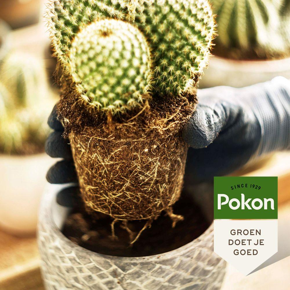 Pokon Kaktuserde für gesunde Pflanzen