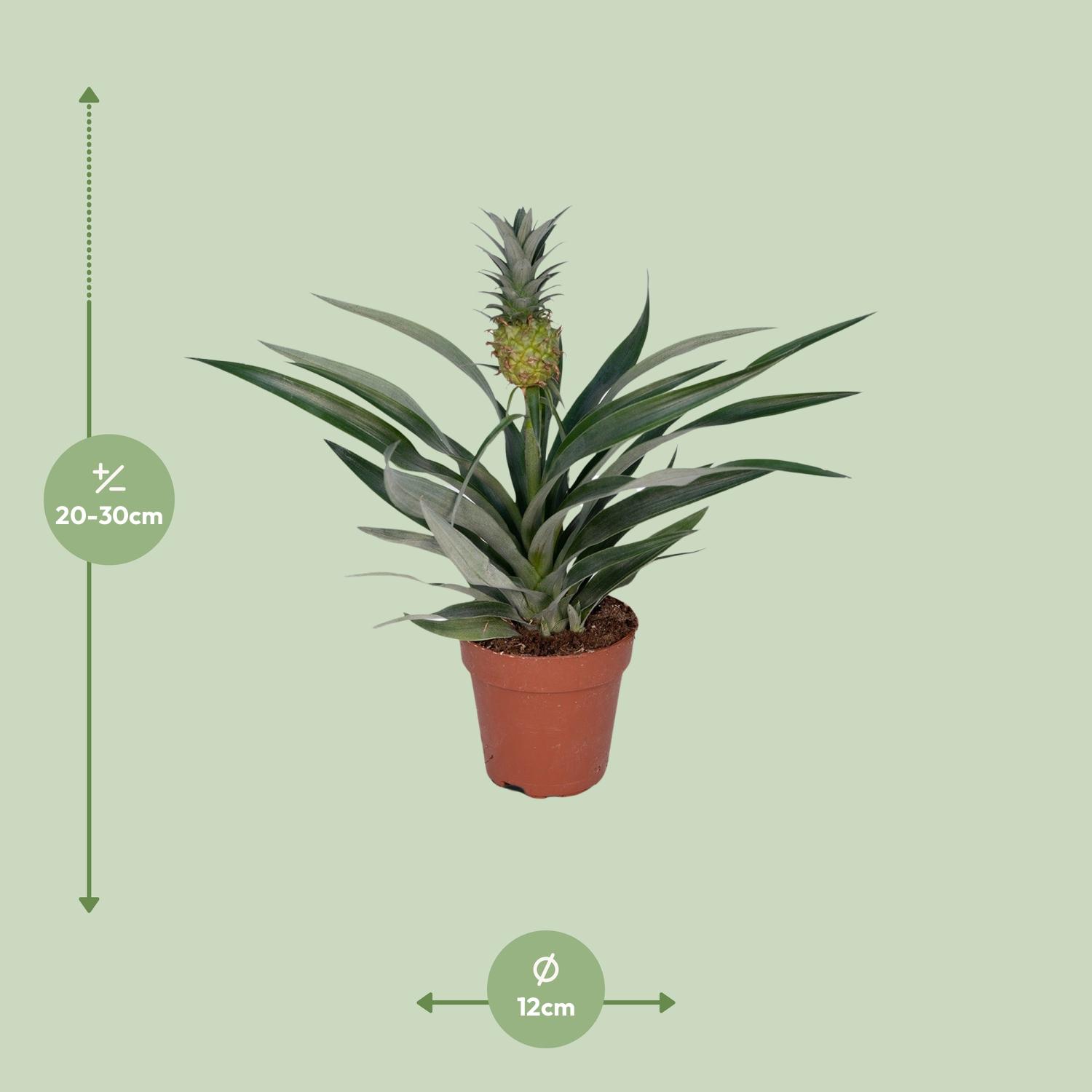 Bromelia Ananas - exotische Zimmerpflanze für tropisches Ambiente