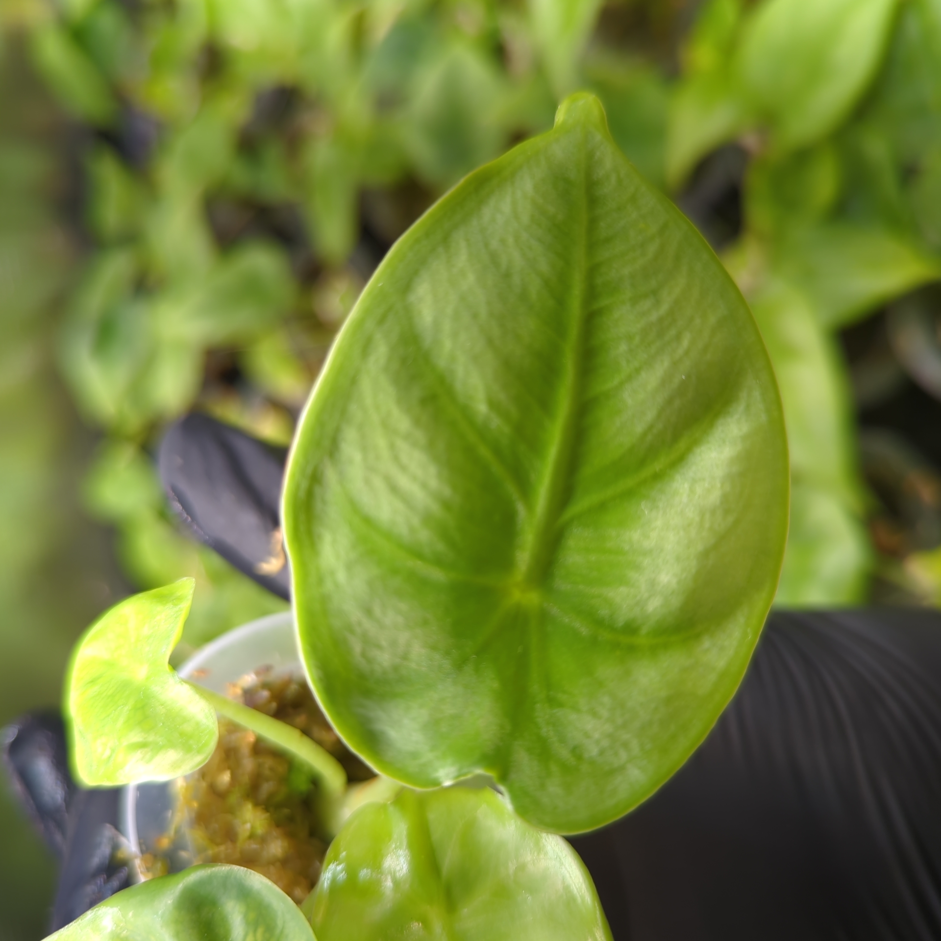 Baby Alocasia Reversa + selbstbewässernder Übertopf