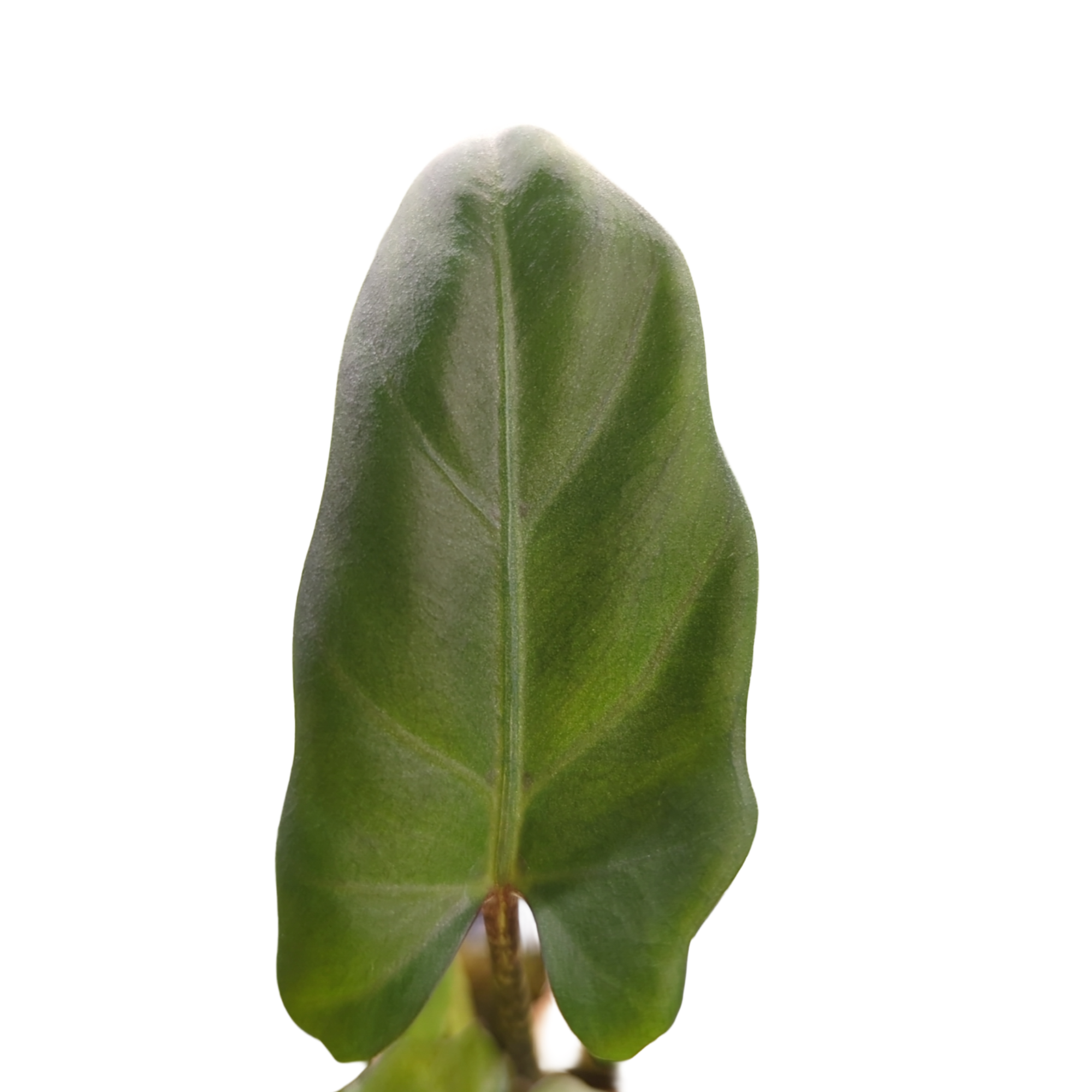 Baby Alocasia lauterbachiana + selbstbewässernder Übertopf