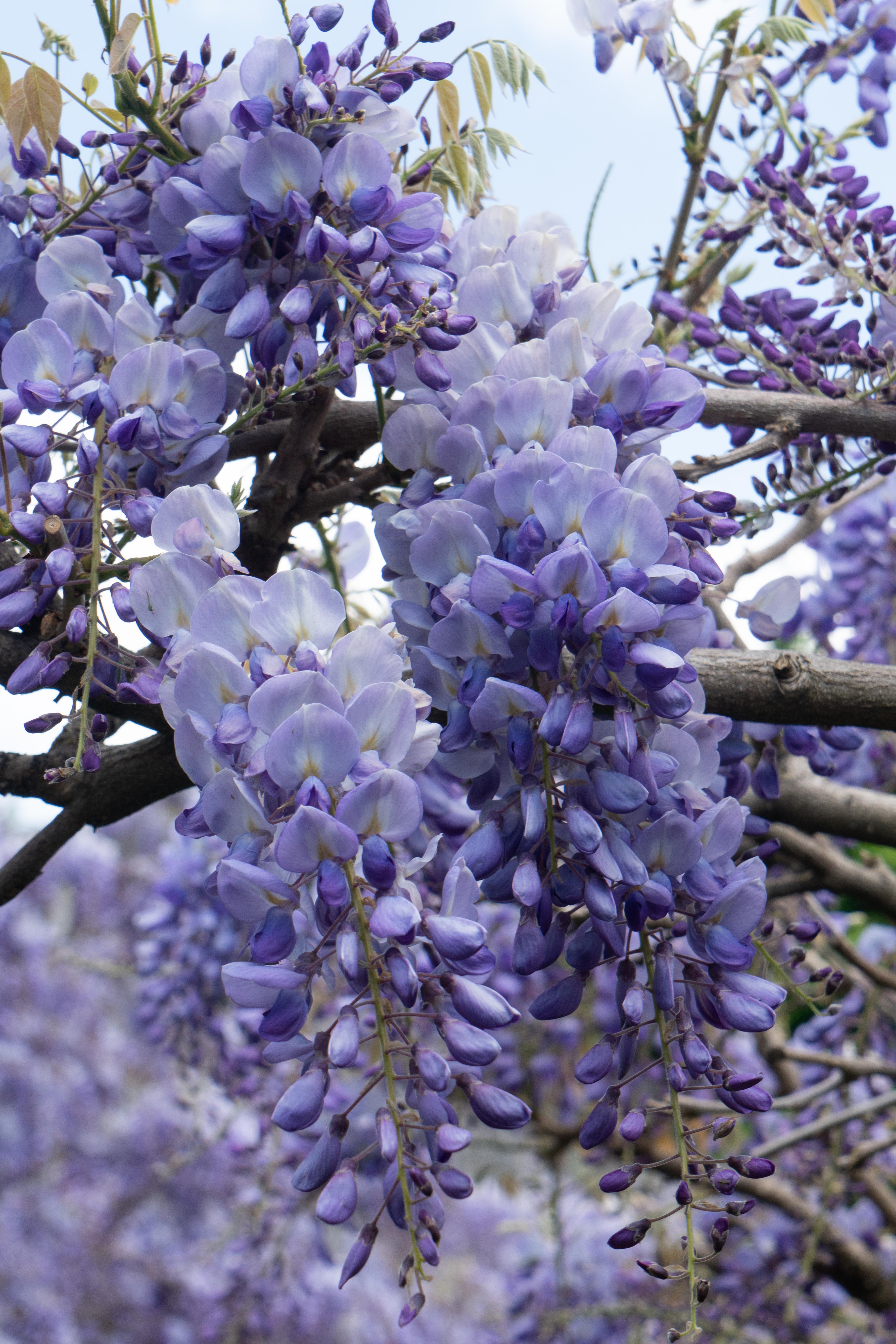 Wisteria sinensis 'Prolific' - Glyzinie mit blauen Blüten Wisteria sinensis 'Prolific' - Glyzinie mit blauen Blüten
