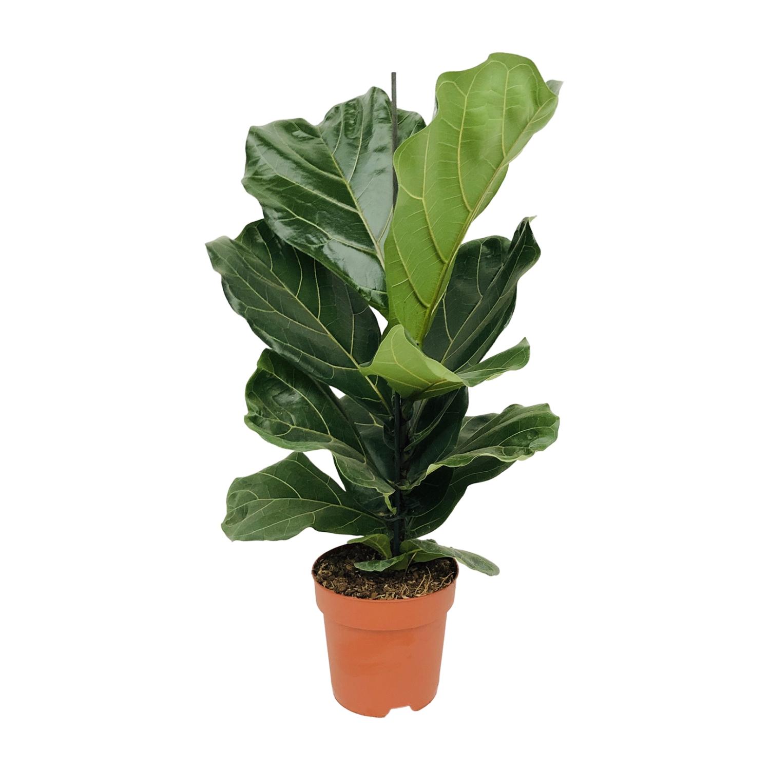 Ficus Lyrata - Geigenfeige